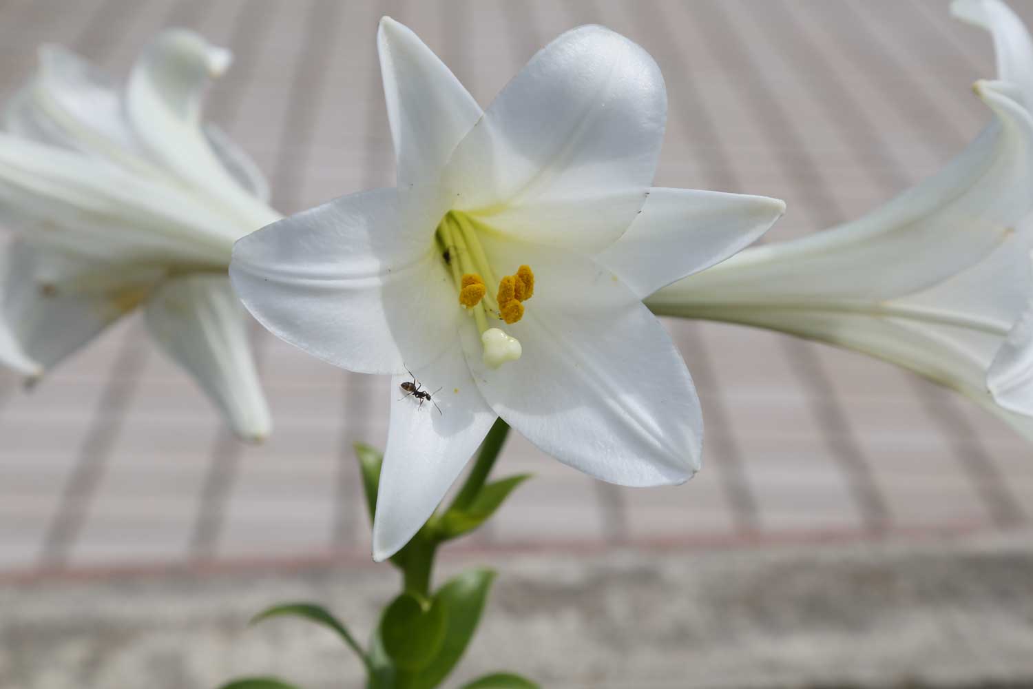 テッポウユリ2021