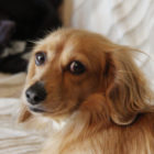 くらしを楽しむ