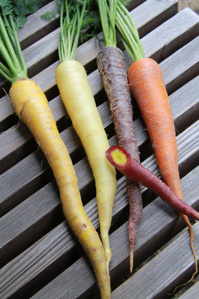 鎌倉野菜ニンジン